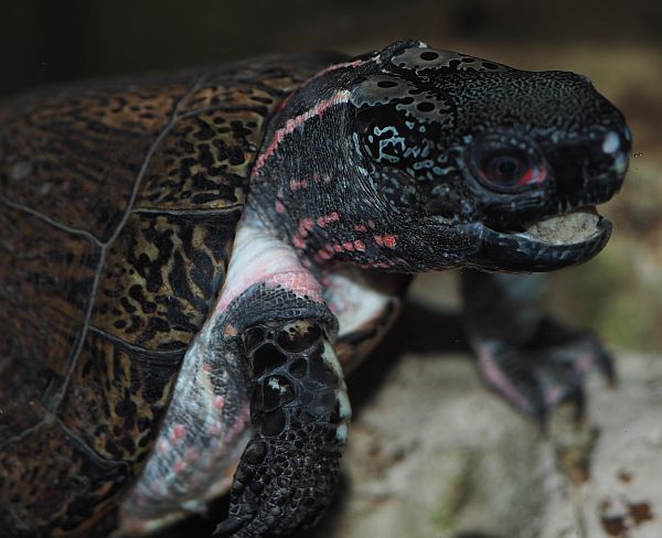 Sacalia bealei - M�nnchen