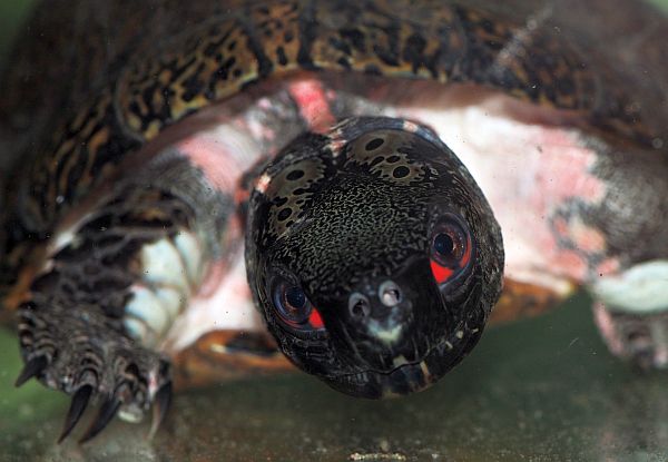 Sacalia bealei - M�nnchen