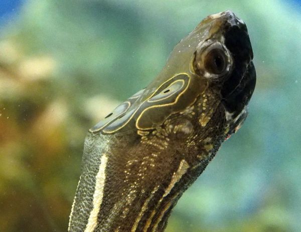 Sacalia_quadriocellata_M�nnchen