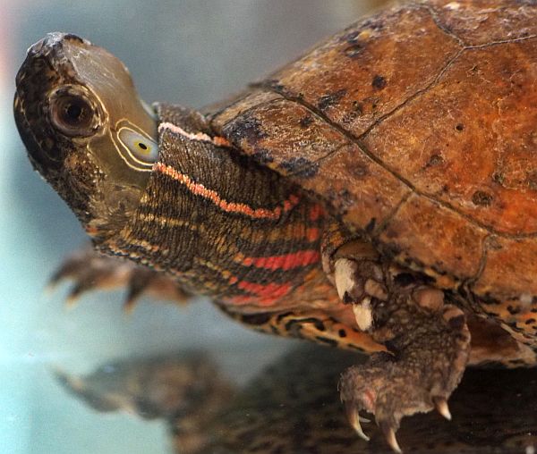 Sacalia_quadriocellata_M�nnchen