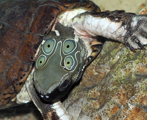 Sacalia_quadriocellata_M�nnchen