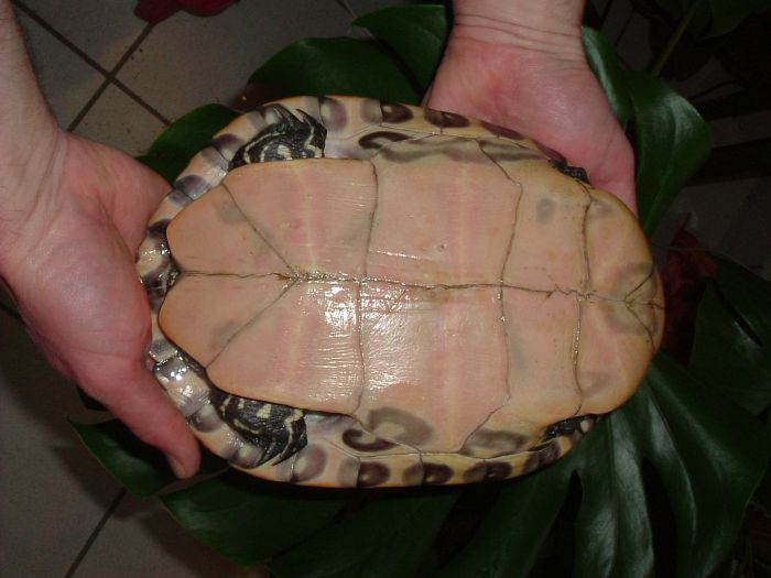 Pseudemys concinna concinna - Hieroglyphen Schmuckschildkr�te