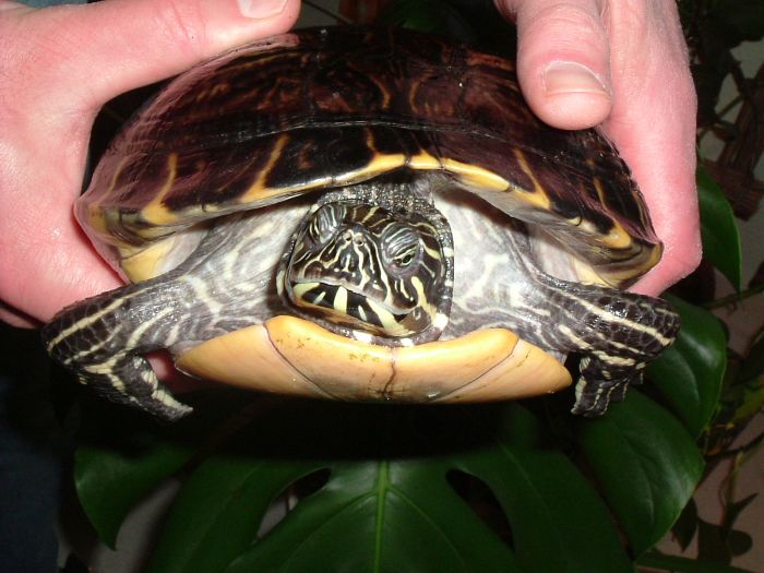 Pseudemys concinna concinna - Hieroglyphen Schmuckschildkr�te