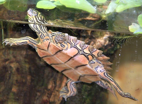 Graptemys nigrinoda nigrinoda - Schwarzknopf-H�ckerschildkr�te