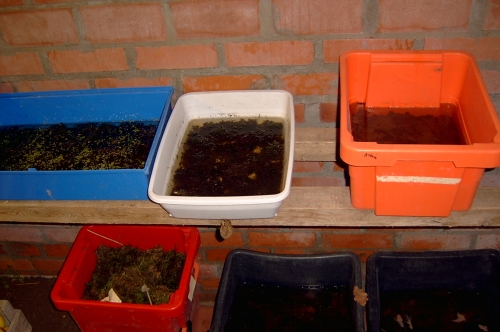 Schildkr�ten�berwinterung im Keller