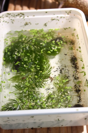 Moschusschildkr�te - Sternotherus odoratus