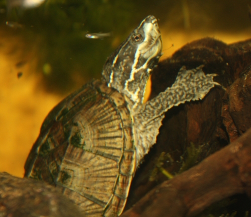 Moschusschildkr�te - Sternotherus odoratus