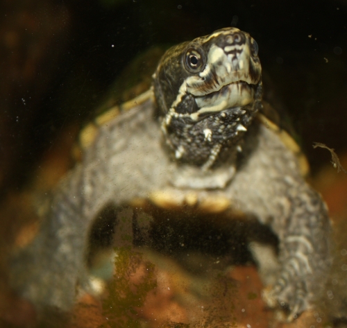 Moschusschildkr�te - Sternotherus odoratus