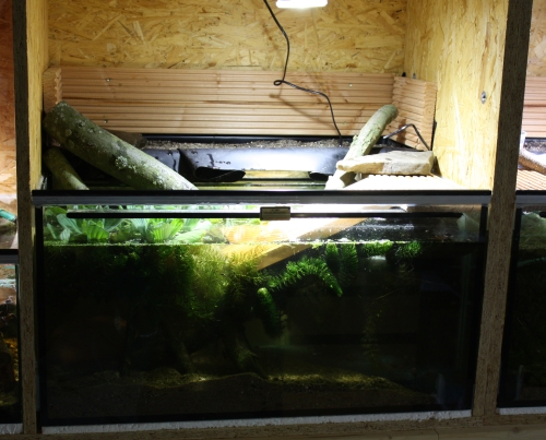 Terrarium zur Haltung der Gew�hnlichen Moschusschildkr�te - Sternotherus odoratus