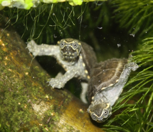 Moschusschildkr�te - Sternotherus odoratus