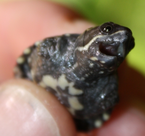 Moschusschildkr�te - Sternotherus odoratus